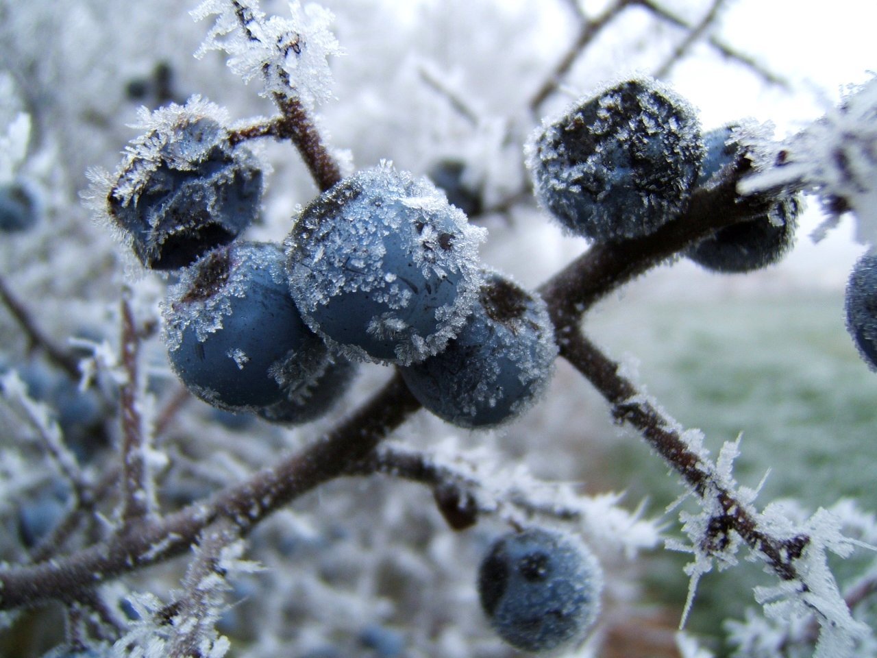 Лучшие сорта голубики для Ленинградской области, выращивание ягоды насеверо-западе