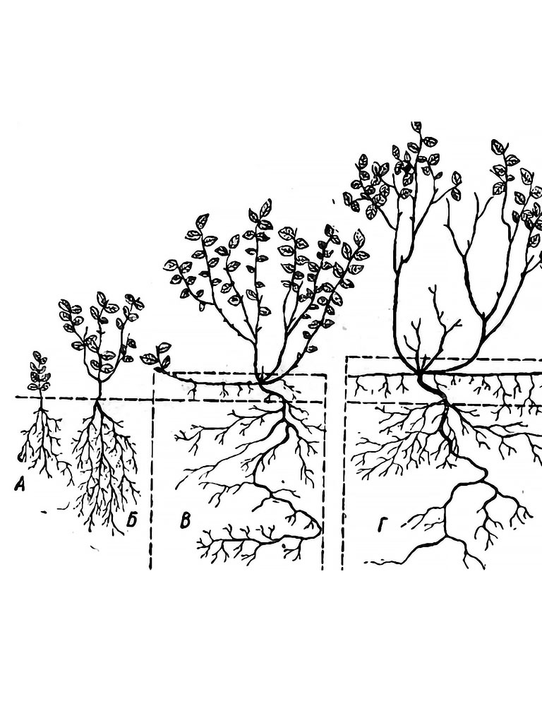 На каком расстоянии сажать кусты голубики. Посадка голубики схема посадки. Корневая система голубики схема. Схема посадки голубики садовой. Схема посадки голубики высокорослой.