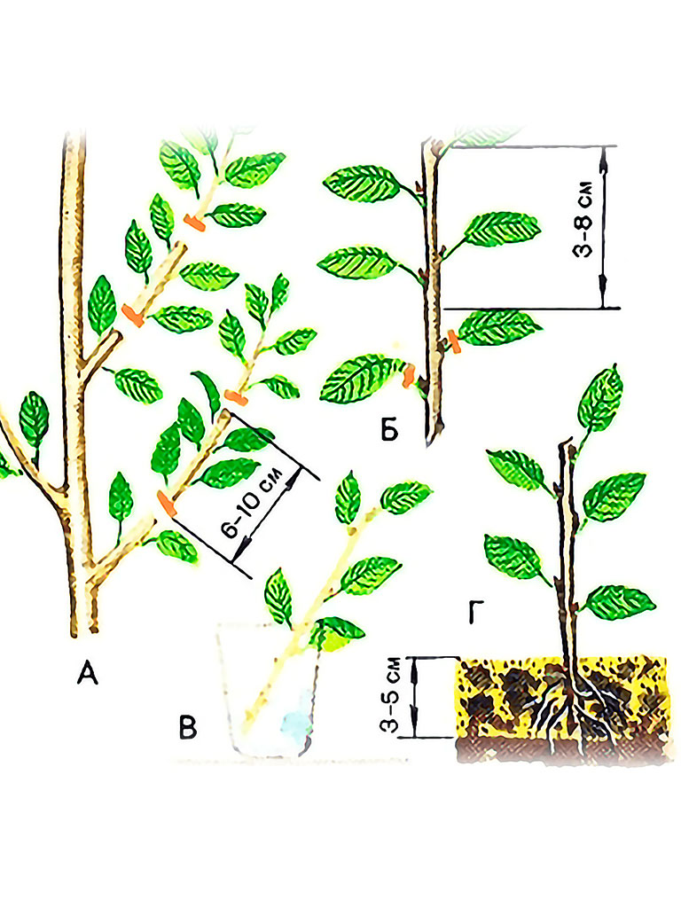 Как размножить яблоню черенками. Размножение голубики зелеными черенками. Размножение войлочной вишни отводками. Черешня черенкование размножение. Голубика укоренение.